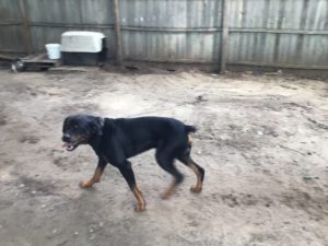 Big Sweet Rottweiler for a Loving Family