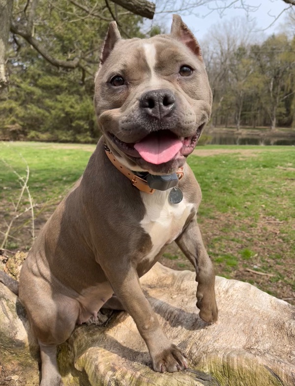This sweet bully is looking for home with no other pets.