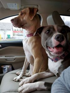 2 Bonded Dogs in Need of Great Home