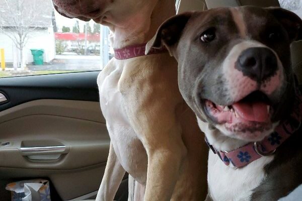 2 Bonded Dogs in Need of Great Home