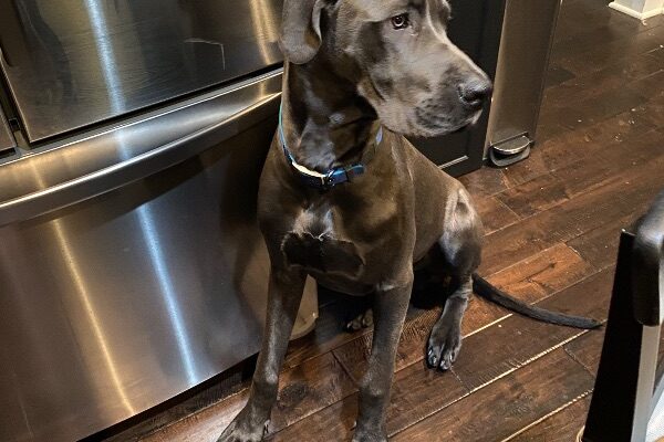 Gentle Giant for the Right Family