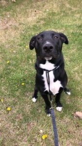 Loving home for max needed urgently