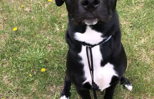 Loving home for max needed urgently