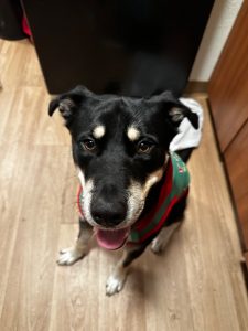 CUTE DOG LOOKING FOR HOME