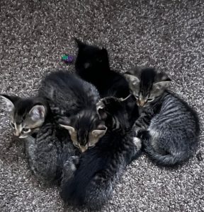 7-week-old Kittens