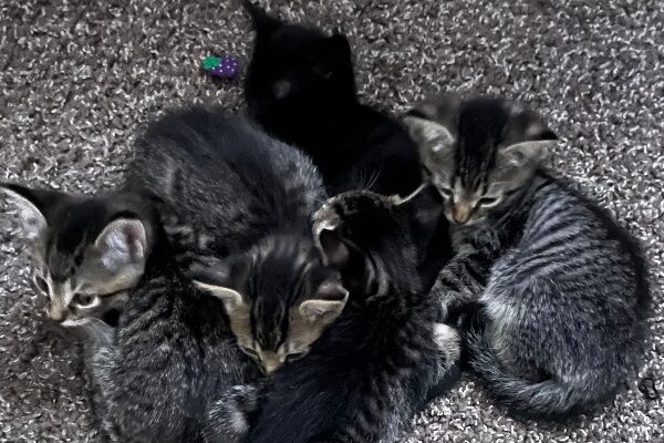 7-week-old Kittens