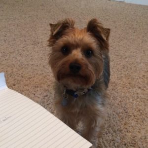 Loving Yorkie needs new forever home