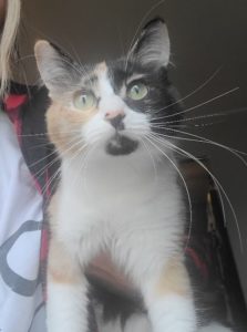 Beautiful Girl Cat
