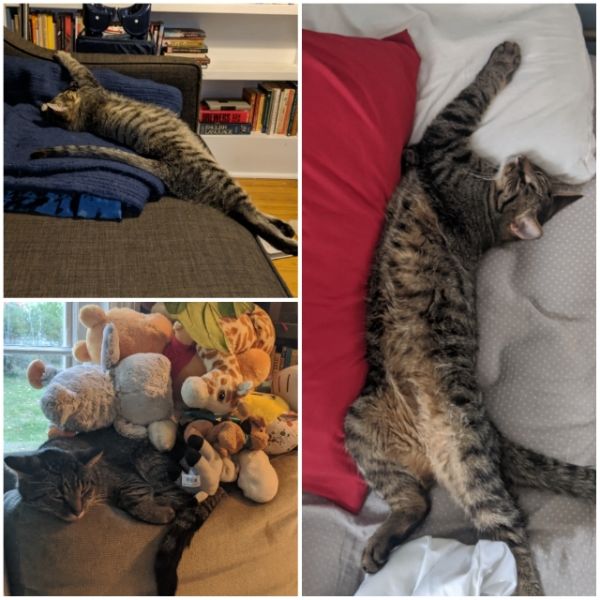 Striker: Half-Cat-Half-Noodle, all Cuddle!