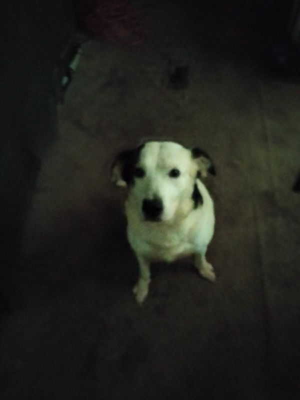 She is a very good dog!