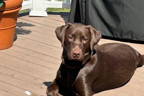 Lily, One-Year-Old Chocolate Lab