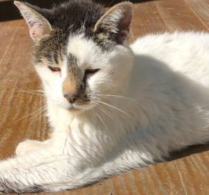 Lovely Nina, Mouser Extrordinaire