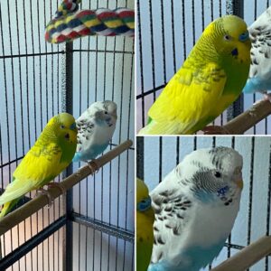 Parakeet Duo, Best Friends