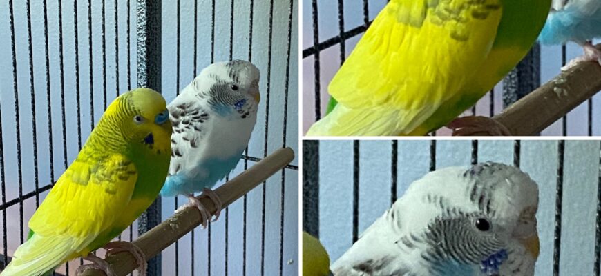 Parakeet Duo, Best Friends