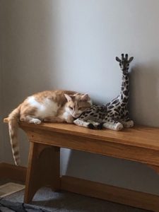 I Need a Good Home