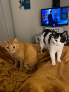 Two of the sweetest kitties are looking for a new home.