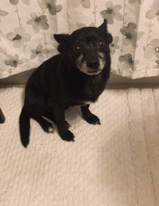 Older Male Chihuahua
