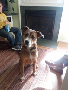 Loving Sam need quiet home