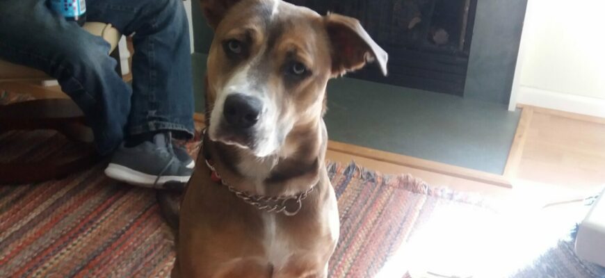 Loving Sam need quiet home