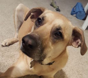 Sweet Girl Needs a Loving Home