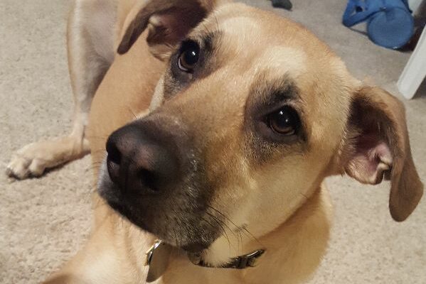 Sweet Girl Needs a Loving Home