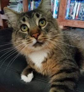 Maine Coon Needs a Home