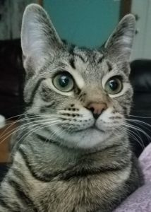 Young Tabby Needs a Home