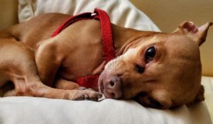 Handsome and High-Energy Chihuahua Mix