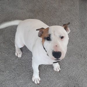 English Bull Terrier Love Bug
