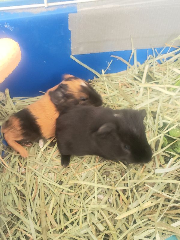 Baby Guinea Pigs