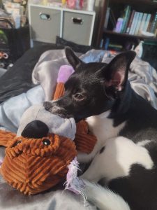Very Special Little Dog