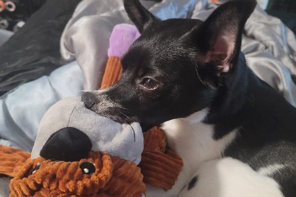 Very Special Little Dog