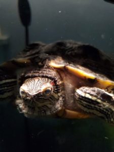 Red-eared Slider