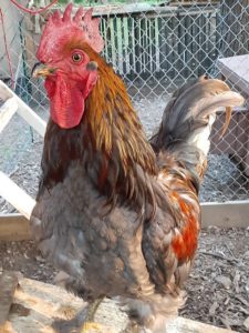 Why did the chicken cross the road??
