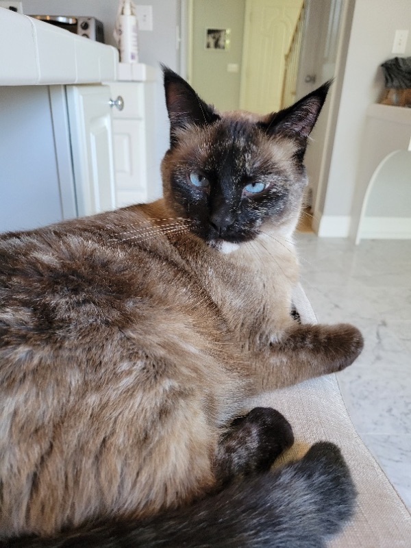 Siamese Cat Lover Must Have
