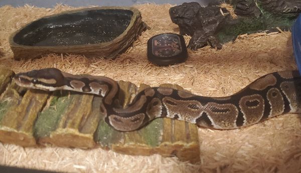 Lucy - Ball Python