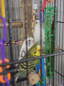 3 Budgies Looking for a Friendly Home