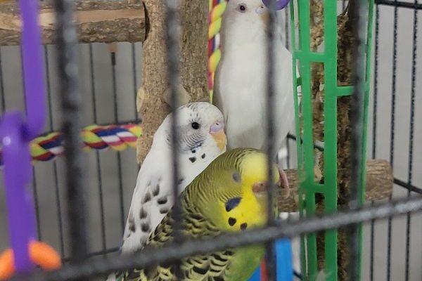 3 Budgies Looking for a Friendly Home
