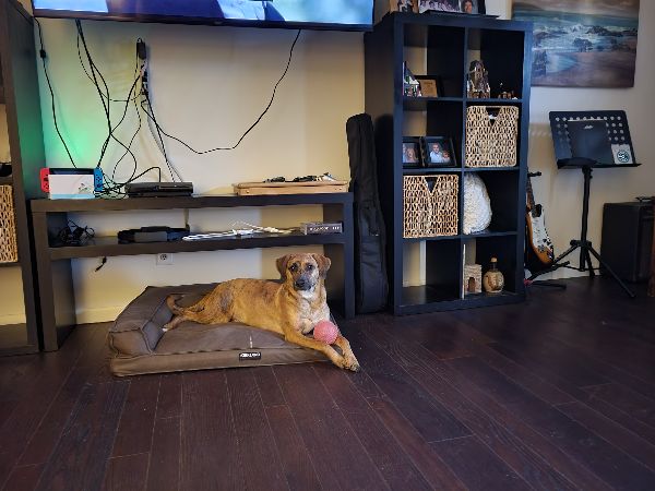 Beautiful Dog