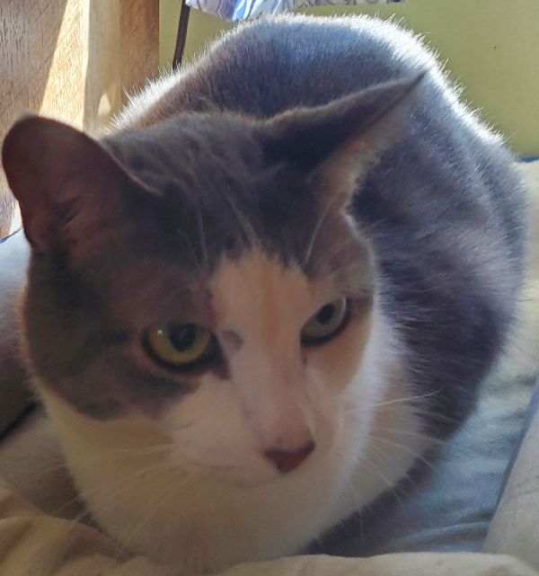 Bella is a quiet, loner cat in need of a forever home.