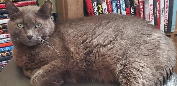 Toby, A Lazy, Playful Cat