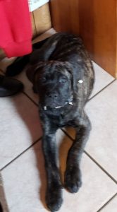 Mastiff/Bulldog Looking for Decreased Visitor Traffic