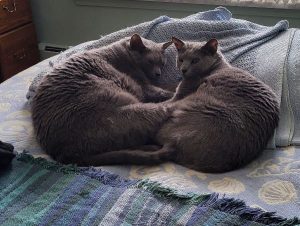 Sibling Russian Blues need their new people!