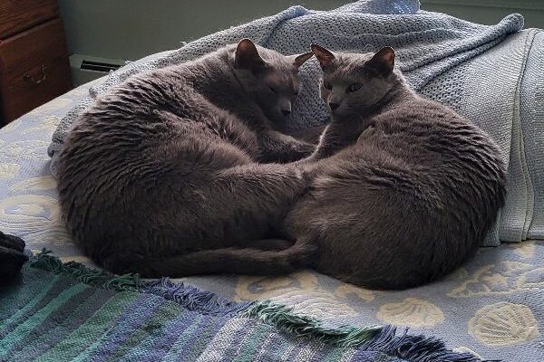 Sibling Russian Blues need their new people!