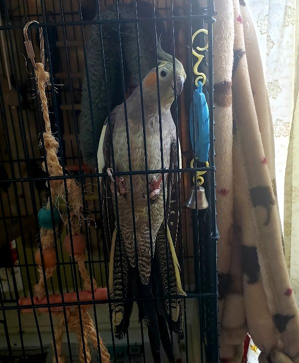 Female Cockatiel