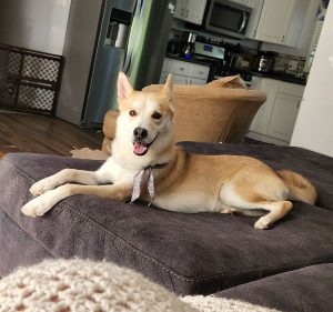Sweet, Part Husky Looking for a Good Home