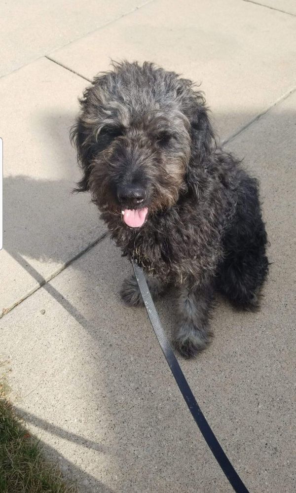 Large Breed Labradoodle