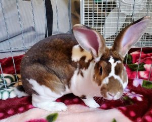 Rabbit Looking for New Home