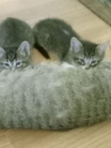 Adorable Kittens Need New Home