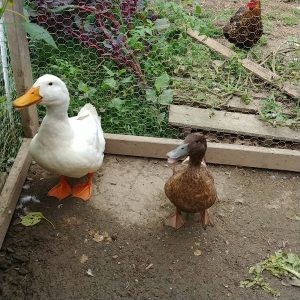 Two Bonded Male Ducks